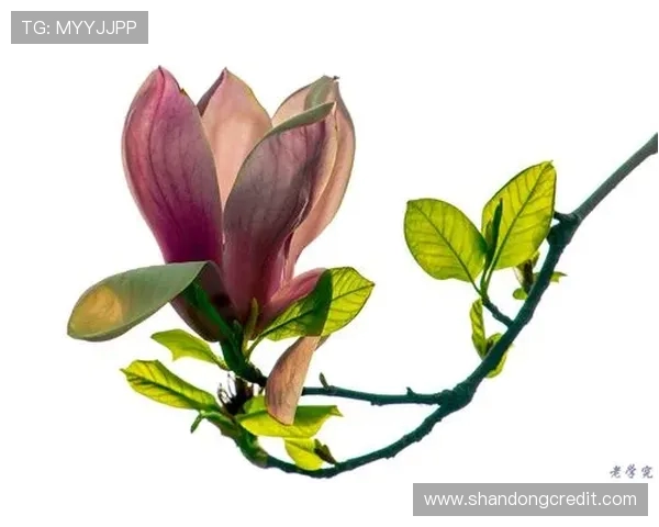 南京乒乓球队的防守艺术与策略深度解析